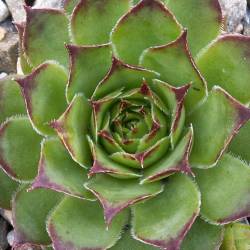 Sempervivum - Dachwurz - Hauswurz